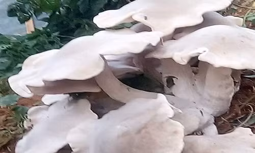 Son La: Do xo di xem nam trang khong lo, doc, la to nhu quat nan