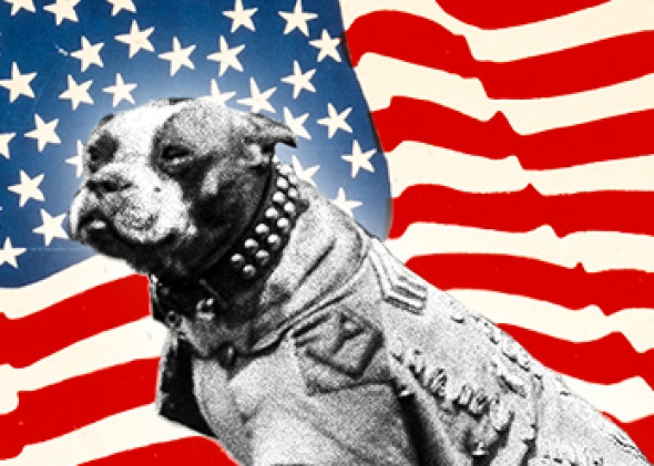 Khi trở về từ chiến trường Chiến tranh thế giới 1, Trung sĩ Stubby trở thành nhân vật nổi tiếng và tham gia các cuộc diễu hành chiến thắng trên khắp nước Mỹ.