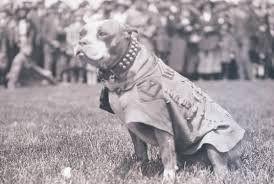 Trung sĩ Stubby nổi tiếng với thính giác cực kỳ nhạy bén, cao gấp hàng trăm lần so với con người.