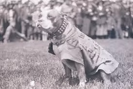 Trung sĩ Stubby nổi tiếng với thính giác cực kỳ nhạy bén, cao gấp hàng trăm lần so với con người.