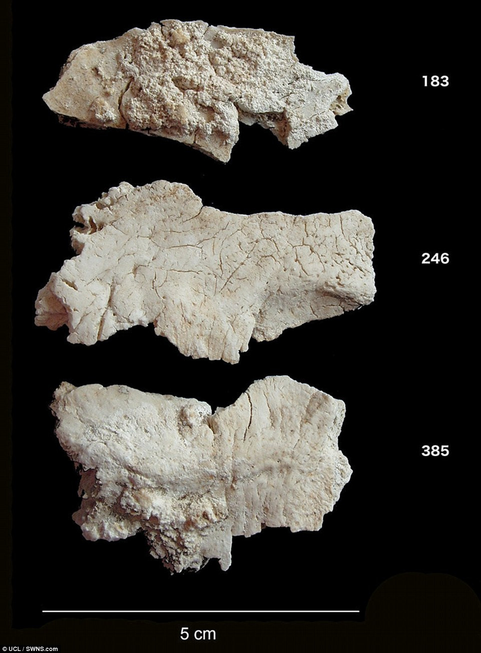Cụ thể, các nhà nghiên cứu đến từ Đại học Oxford phát hiện 25 hộp sọ người từ thời đồ đá mới ở Stonehenge. Phát hiện này hé lộ bí mật về người vận chuyển những tảng đá khổng lồ dựng nên bãi đá cổ Stonehenge nổi tiếng thế giới.