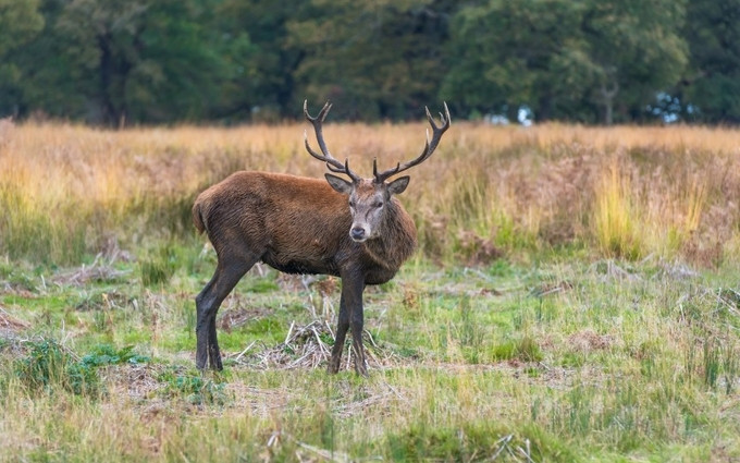 Một tờ đôla Mỹ có rất nhiều tên gọi thường ngày. Tuy nhiên, phổ biến nhất là buck. Thuật ngữ này được sử dụng từ thời tiền giấy chưa xuất hiện. Theo đó, người ta dùng nai hoặc hươu (buck) để giao dịch. Trong khi đó, những từ như pig (lợn) cho 10 USD, bear (gấu) cho 20 USD và lion (sư tử) cho 100 USD lại không thịnh hành.