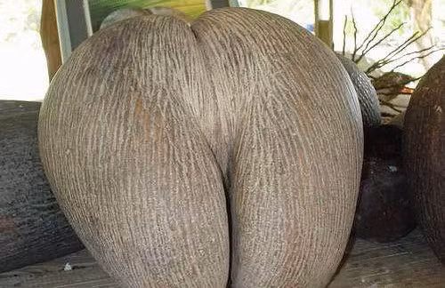 Cụ thể, loại dừa này mang hình dáng khá giống vòng 3 của phụ nữ, thậm chí kích thước cũng tương đương.