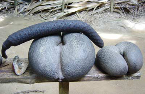 Sở dĩ tướng Gordon tin như vậy là vì trên hòn đảo này tồn tại loại dừa hiếm có tên Coco De Mer.