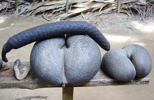 Sở dĩ tướng Gordon tin như vậy là vì trên hòn đảo này tồn tại loại dừa hiếm có tên Coco De Mer.