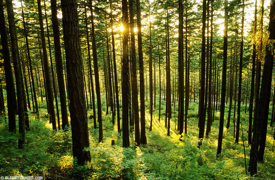 Những kẻ trộm cắp ở Ba Tư thời cổ đại phải đối mặt với hình thức tra tấn khủng khiếp là bị xé cơ thể làm đôi bằng những cái cây.