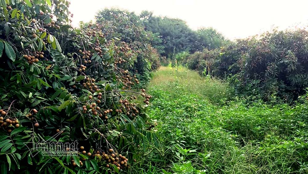 Dieu dung nhin vuon nhan hon 3.000m2 ven song Hong bi ke la san phang-Hinh-2