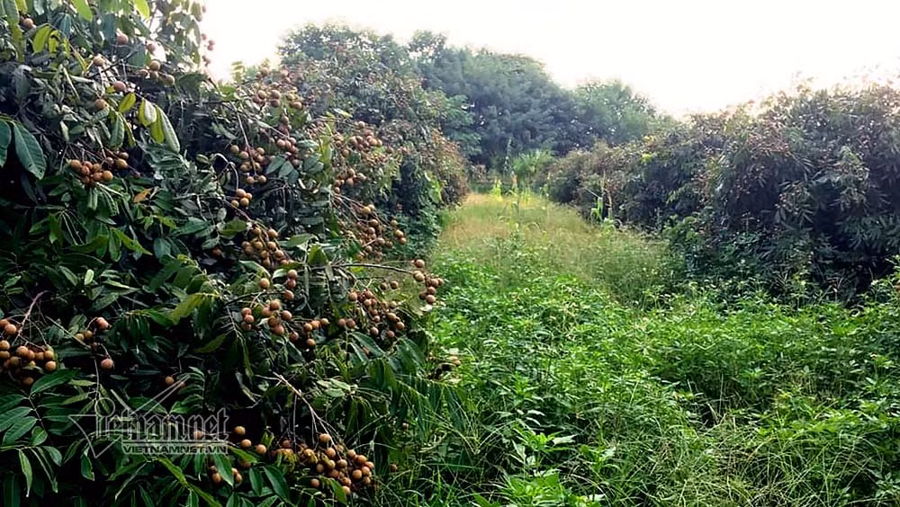 Dieu dung nhin vuon nhan hon 3.000m2 ven song Hong bi ke la san phang-Hinh-2