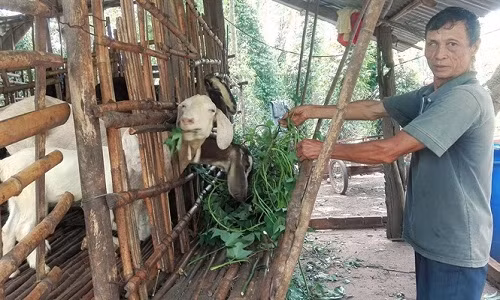 Binh Phuoc: Lai Trung Quoc mua gom ca de gia yeu, khong che con nao