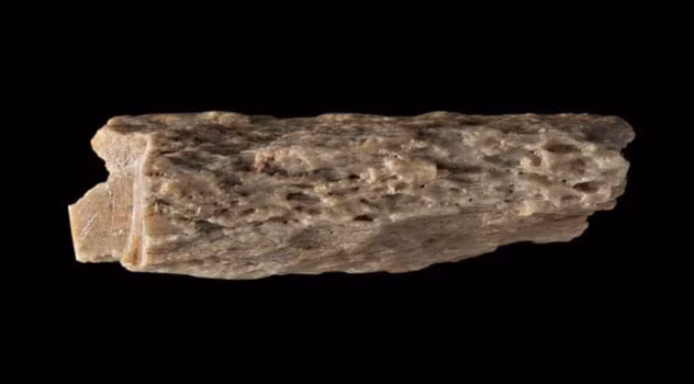 Theo các chuyên gia, thiếu nữ này là con lai có cha thuộc loài Denisovan và mẹ thuộc loài Neanderthal. Đây là 2 loài người cổ đại đã tuyệt chủng.