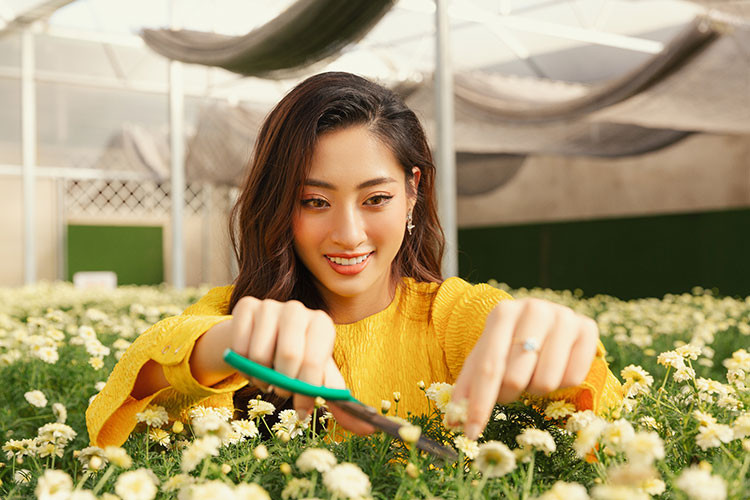 Hoa hậu Lương Thùy Linh trải nghiệm công việc thu hoạch hoa.