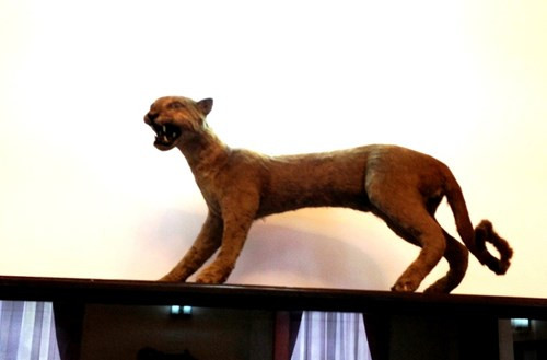 Con báo gấm trong phòng làm việc của Tổng thống Nguyễn Văn Thiệu.