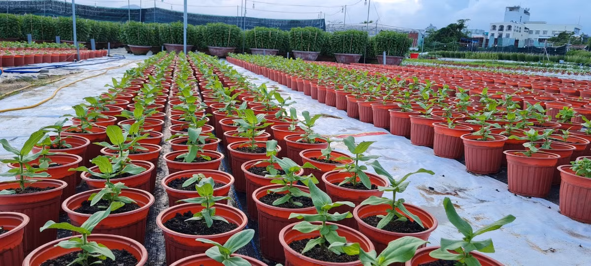 Da Nang: Lang hoa chuan bi vao vu Tet-Hinh-2