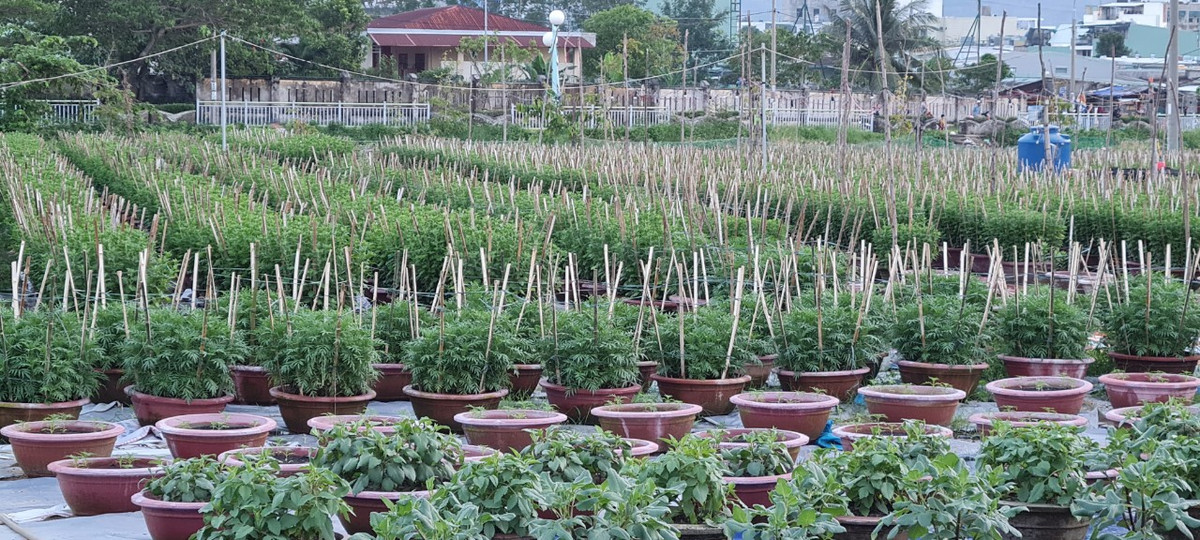 Riêng cúc và vạn thọ là những loại hoa đặc trưng của ngày Tết nơi đây.