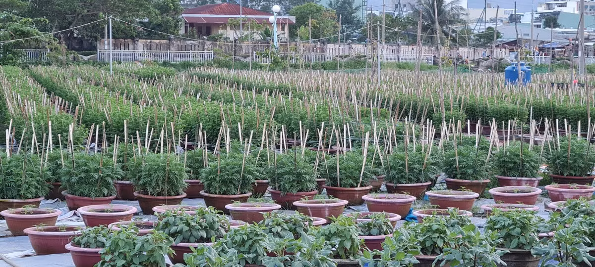 Riêng cúc và vạn thọ là những loại hoa đặc trưng của ngày Tết nơi đây.