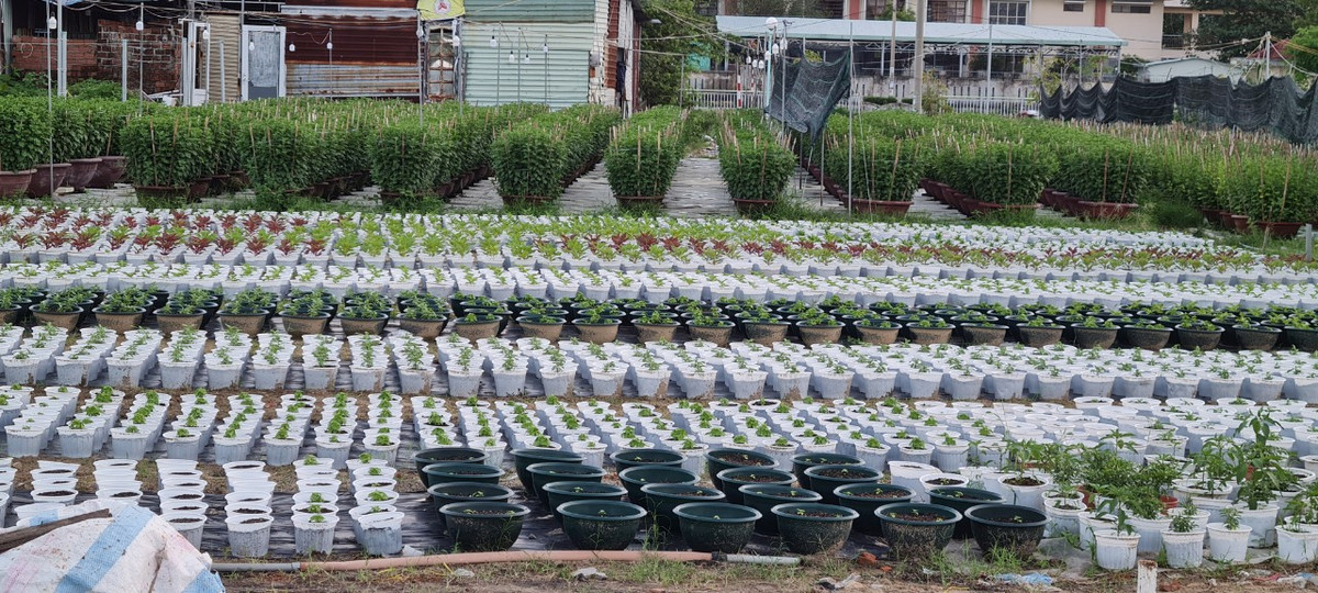 Từ lớn đến nhỏ, từ cao đến thấp, từ dài ngày đến ngắn ngày, chỉ hơn 1 tháng nữa, các loại hoa ở đây sẽ đồng loạt bung nở, chào đón Tết Nguyên đán Quý Mão.