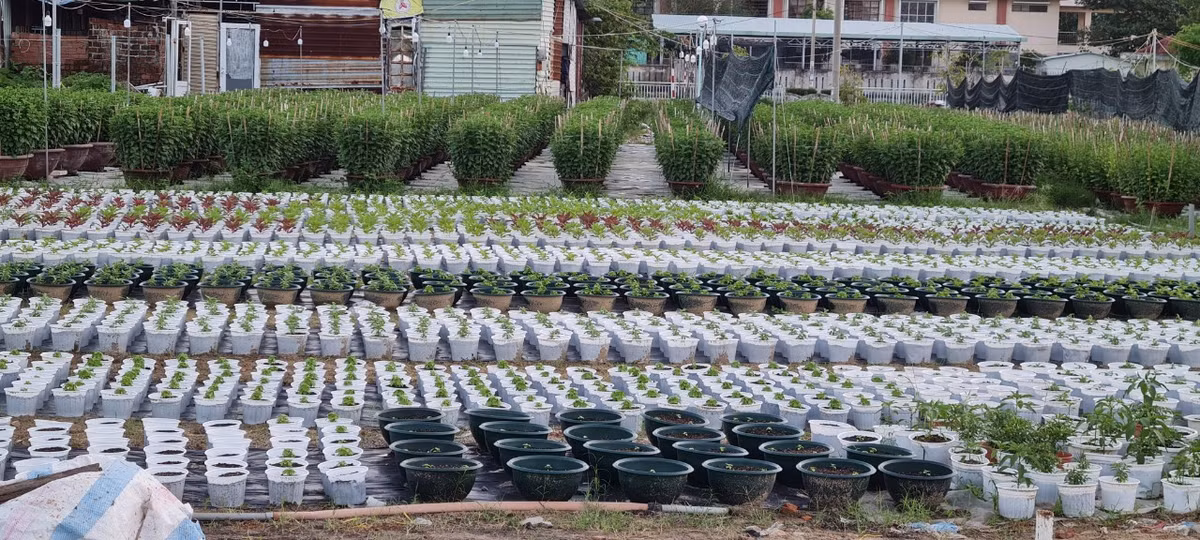 Từ lớn đến nhỏ, từ cao đến thấp, từ dài ngày đến ngắn ngày, chỉ hơn 1 tháng nữa, các loại hoa ở đây sẽ đồng loạt bung nở, chào đón Tết Nguyên đán Quý Mão.