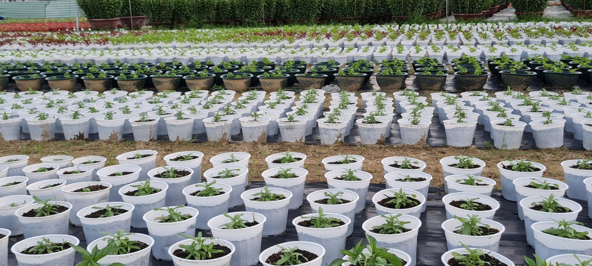 Và chăm sóc cẩn thận từng ngày.