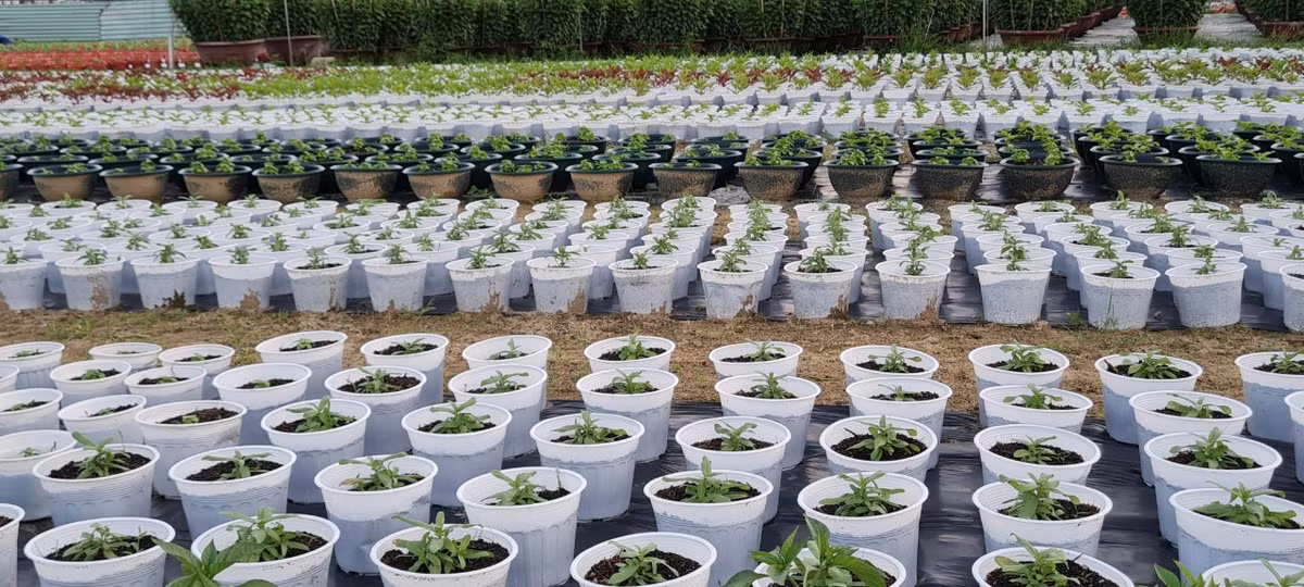 Và chăm sóc cẩn thận từng ngày.