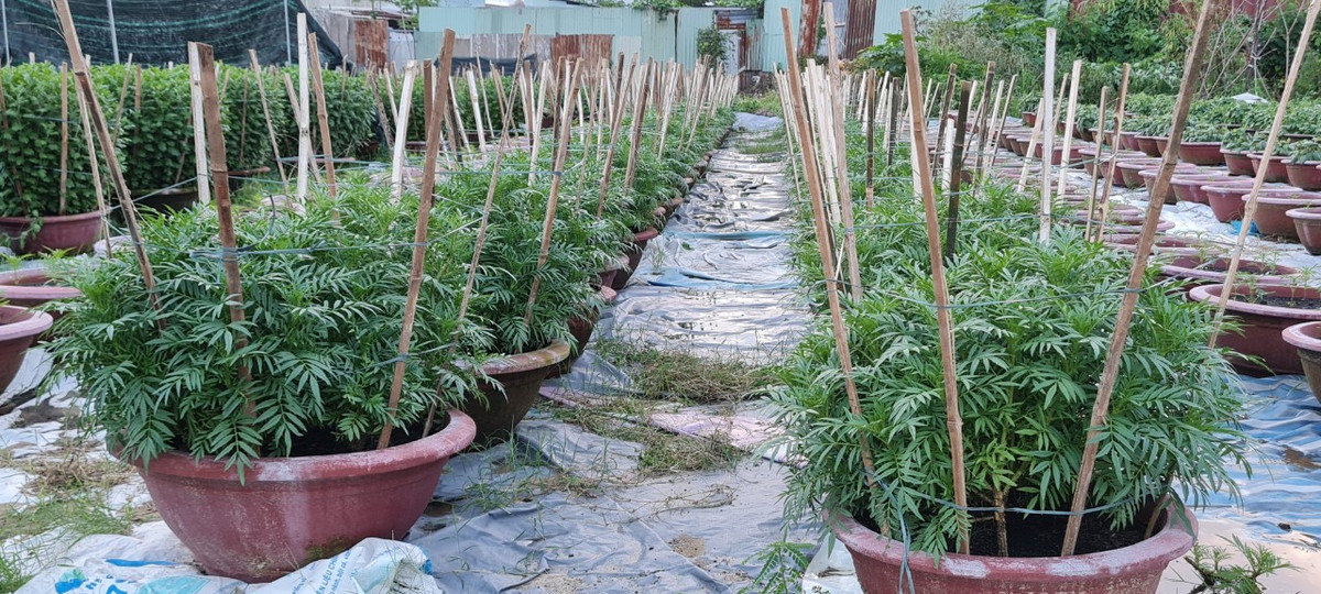 Vạn thọ, loài hoa truyền thống được nhiều người chọn mua vào dịp Tết, nên không thể vắng mặt tại các nhà vườn.