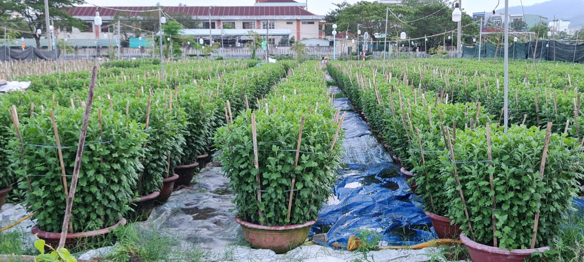 Đây là loại hoa phổ biến nhất ở Đà Nẵng và các tỉnh miền Trung vào dịp Tết Nguyên đán,