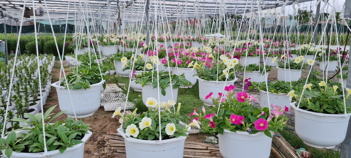 Do nhu cầu của khách đối với loại hoa này không chỉ vào dịp Tết nên nhà vườn vừa trồng vừa bán quanh năm.