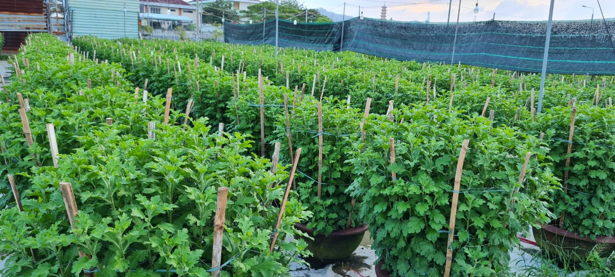Các nhà vườn cho biết, thời tiết năm nay tương đối thuận lợi cho vụ hoa Tết, nên cúc phát triển tốt, mặc dù vừa qua có đợt mưa lớn.
