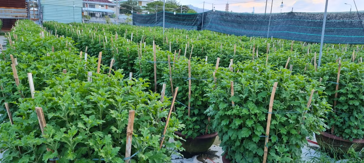 Các nhà vườn cho biết, thời tiết năm nay tương đối thuận lợi cho vụ hoa Tết, nên cúc phát triển tốt, mặc dù vừa qua có đợt mưa lớn.
