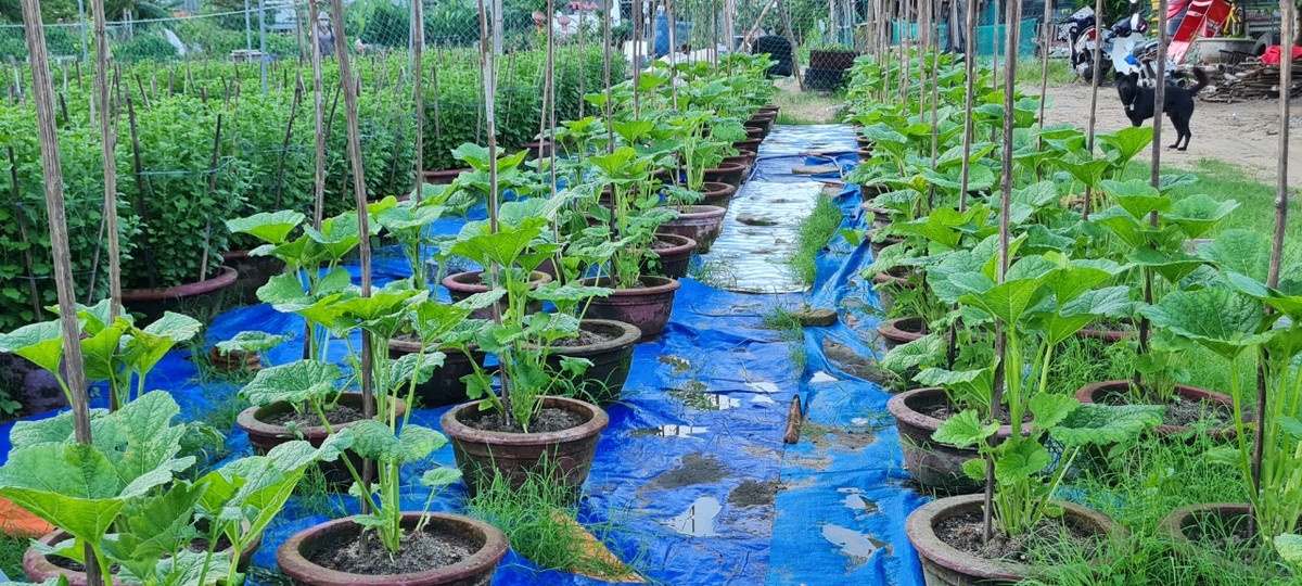 Đa dạng các loại hoa để phục vụ thị trường Tết năm nay.