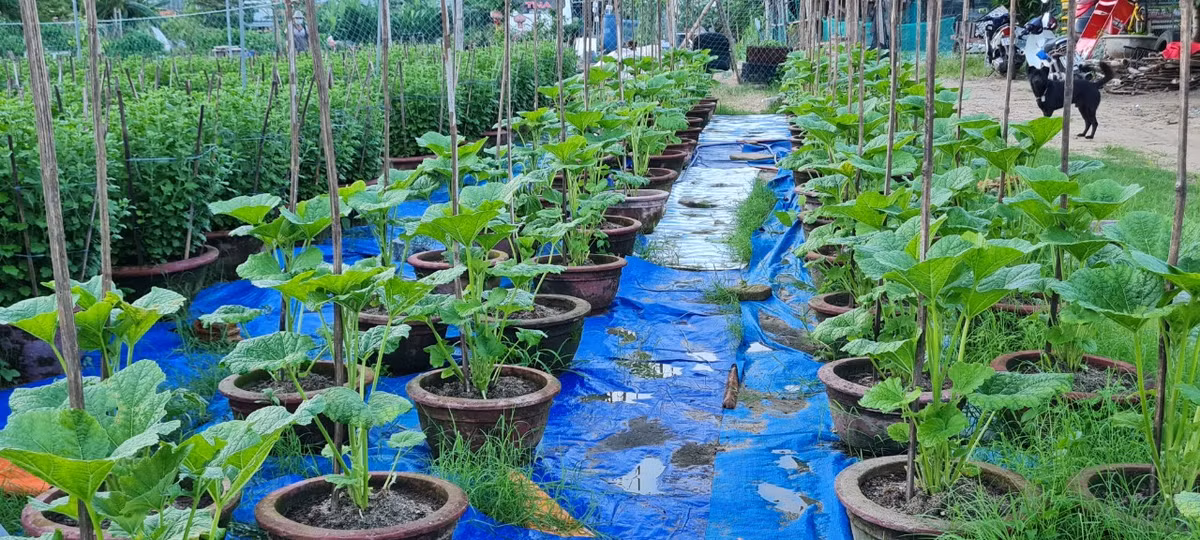 Đa dạng các loại hoa để phục vụ thị trường Tết năm nay.