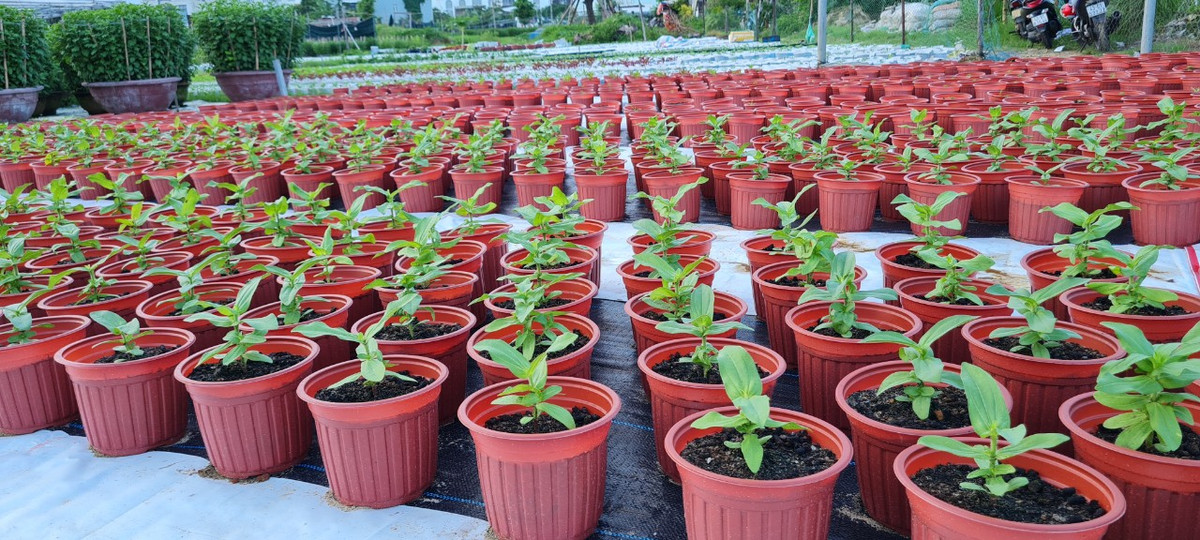 hoa Dương Sơn thuộc xã Hòa Châu, huyện Hòa Vang, thành phố Đà NẵngKhông khí Tết Nguyên đán Quý Mão đang đến gần ở những nhà vườn trồng hoa.