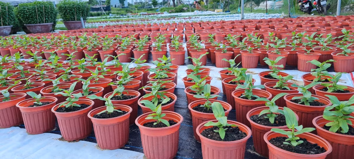 hoa Dương Sơn thuộc xã Hòa Châu, huyện Hòa Vang, thành phố Đà NẵngKhông khí Tết Nguyên đán Quý Mão đang đến gần ở những nhà vườn trồng hoa.