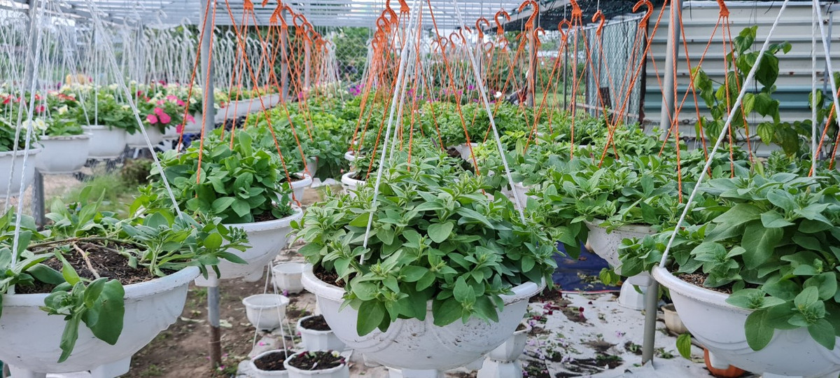 Hoa treo ban công cũng là mặt hàng hút khách.