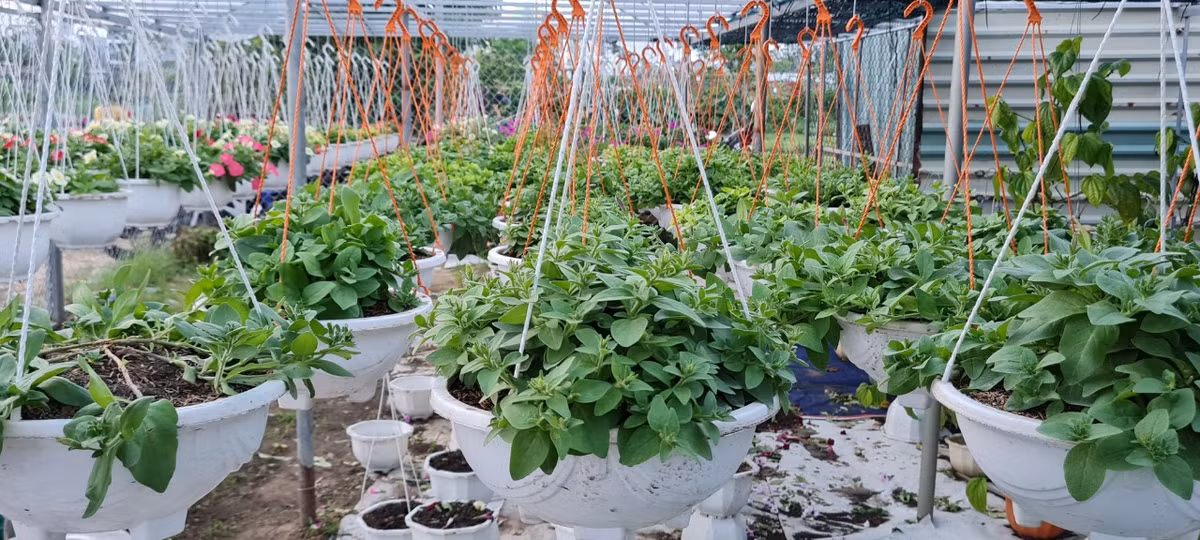 Hoa treo ban công cũng là mặt hàng hút khách.