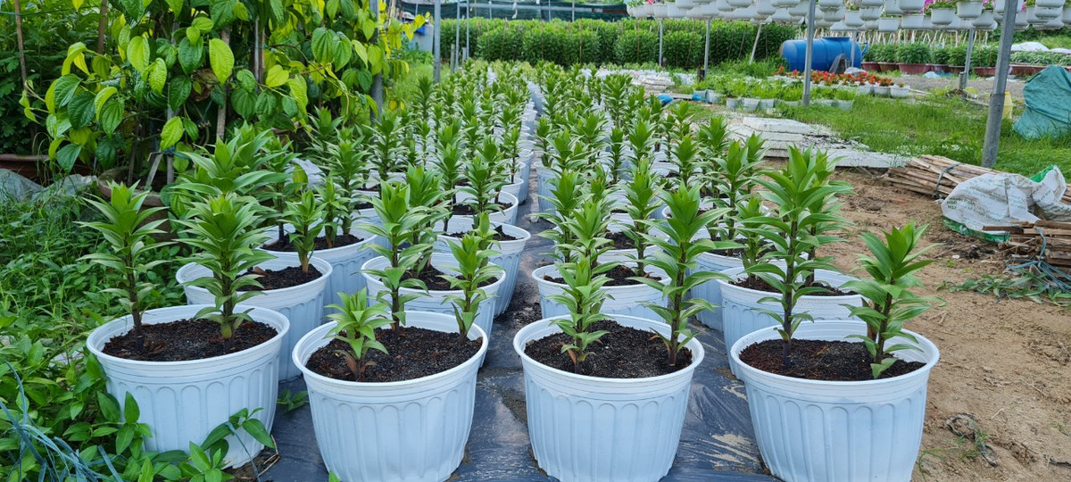 Ly cũng là loại hoa được thị trường Tết ưa chuộng.