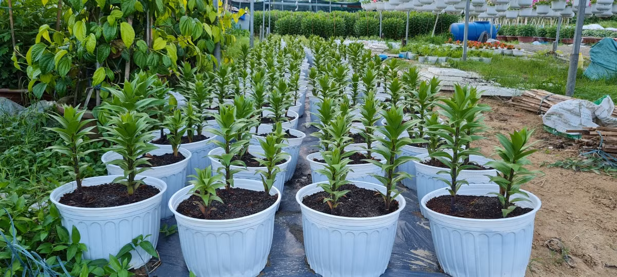 Ly cũng là loại hoa được thị trường Tết ưa chuộng.