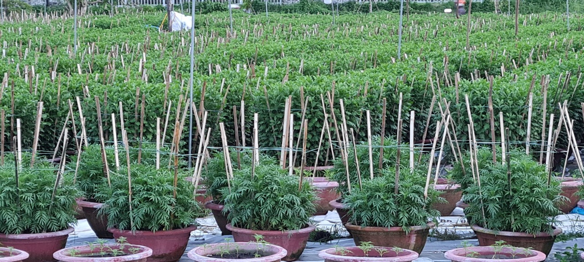 Nhiều nhất vẫn là các loại cúc.