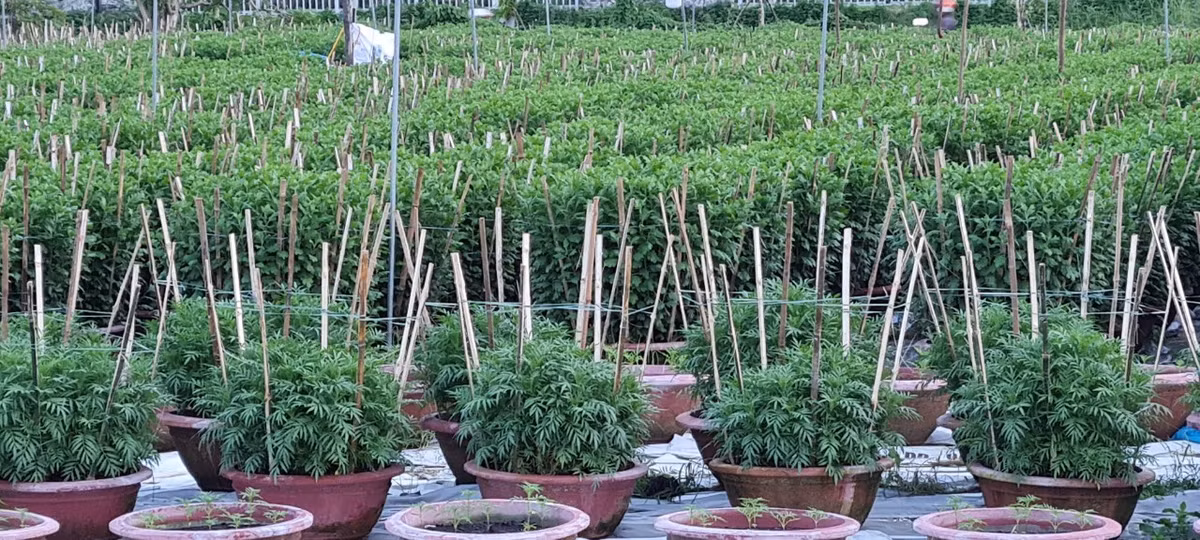 Nhiều nhất vẫn là các loại cúc.