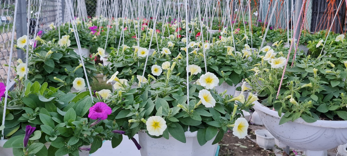 Làng hoa Dương Sơn thuộc xã Hòa Châu, huyện Hòa Vang, thành phố Đà Nẵng nơi cung cấp chủ yếu hoa cho thành phố. Nhiều loại hoa trang trí đã bắt đầu khoe sắc ở các nhà vườn.