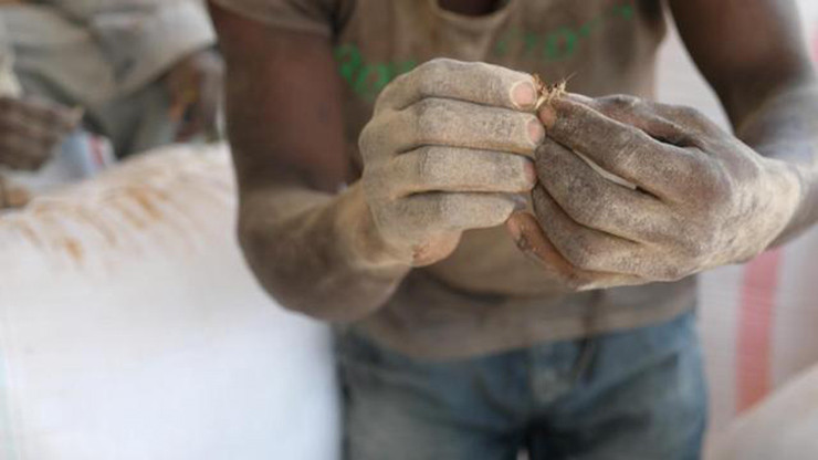 Những con bọ xít này sống chủ yếu ở hồ Malawi, trứng của nó nở rất nhanh nên người dân đánh bắt cấp tốc rồi mang về nấu ngay, tránh để chúng nở thành con. Vì kích thước rất bé nên người ta phải thu gom số lượng lớn mới đem đi chế biến. Thông thường món này chỉ để đãi khách chứ không bày bán phổ biến.