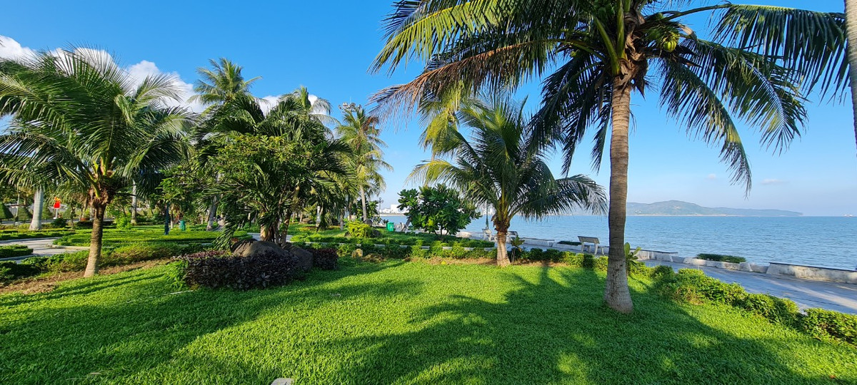 hững thảm cỏ xanh mướt...