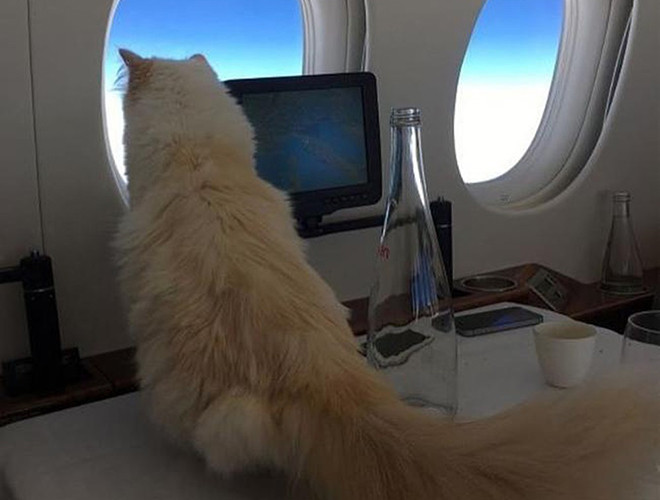 Mèo Choupette có một cuộc sống "vương giả", đầy đủ tiện nghi. Choupette được đi xe hơi hạng sang và thậm chí có hẳn một chuyên cơ riêng
