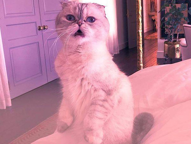 Mèo Olivia có một cuộc sống đầy đủ, có phòng ngủ riêng, được cô chủ Taylor chăm sóc chu đáo mỗi ngày