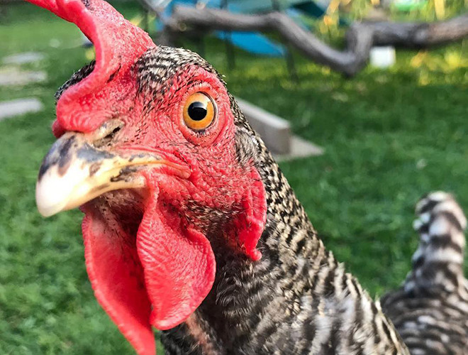 Gigoo - cô gà mái Scots duy nhất có mặt trong danh sách những thú cưng giàu có trên thế giới với số tài sản lên tới 15 triệu USD. Số tài sản này cô nàng được thừa kế từ người chủ triệu phú Miles Blackwell sau khi ông qua đời năm 2011