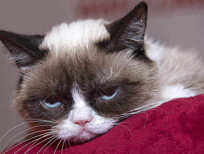 Chú mèo này nổi tiếng nhờ có gương mặt với biểu cảm lúc nào cũng cau có và vô cùng "khó ở". Hình ảnh của chú được cô chủ Tabatha Bundesen chia sẻ rộng rãi trên mạng xã hội