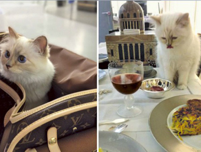 Những món ăn yêu thích của Choupette được chuẩn bị từ các nhà hàng cao cấp tại Paris. Khác với những chú mèo khác, Choupette ăn ở bàn với bát đĩa sang trọng như một con người