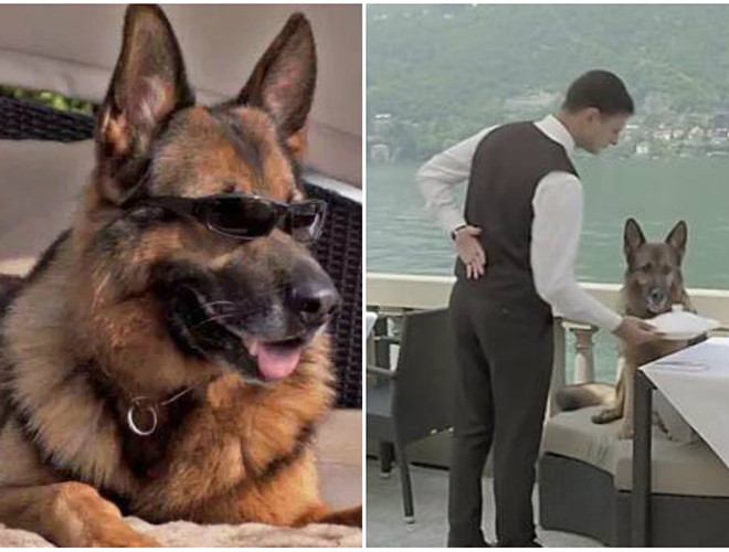 Khi Gunther III qua đời, toàn bộ tài sản được truyền lại cho Gunther IV. Chú chó này có một cuộc sống "sang chảnh" hiếm thấy, có quản gia, có hầu phòng, dùng bữa với thịt bò và trứng cá muối, được chăm sóc spa và vui chơi trong bể bơi riêng có thiết kế thích hợp. Gunther IV có những bất động sản rất đáng nể, gồm có một biệt thự từng thuộc về Madonna, nằm ở thành phố Miami, Mỹ và một biệt thự khác ở quốc đảo Bahamas thuộc vùng biển Caribbe