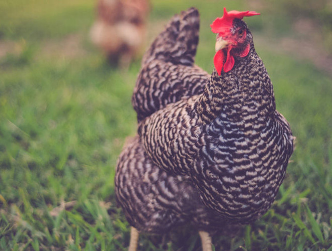 Cuộc sống xa hoa trong biệt thự riêng, tiệc tùng cùng bè bạn và có bảo mẫu riêng của Gigoo chắc chắn là điều mơ ước của rất nhiều... người!