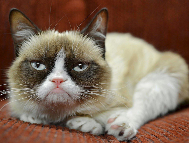 Grumpy Cat kiếm tiền từ việc xuất hiện trước truyền thông, đóng quảng cáo, thậm chí còn truyền cảm hứng cho bộ phim “Grumpy Cat's Badst Christmas Ever” năm 2014