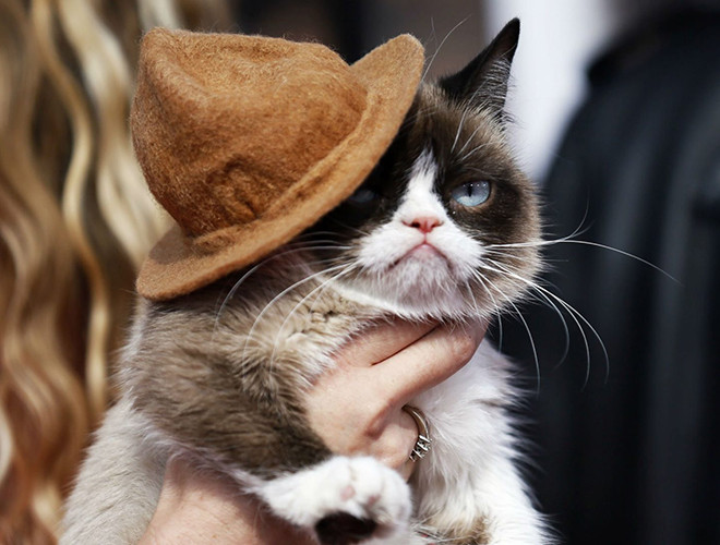 Grumpy Cat, tên thật Tardar Sauce là một "triệu phú" tự thân với khối tài sản khoảng 99,5 triệu USD